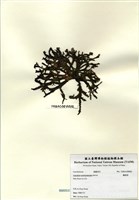 藏品(鳳尾菜)的圖片